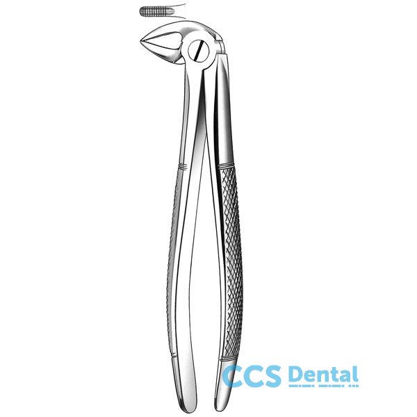 E33 Forceps N.33 Raices Inf.  