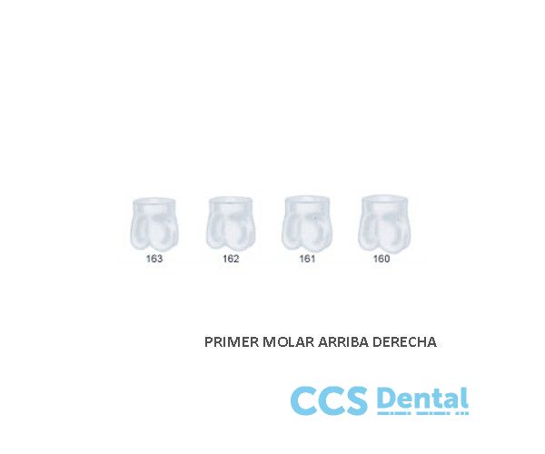 St5K161 Corona Acetato Molar Sup. Derecha. 5Uds.