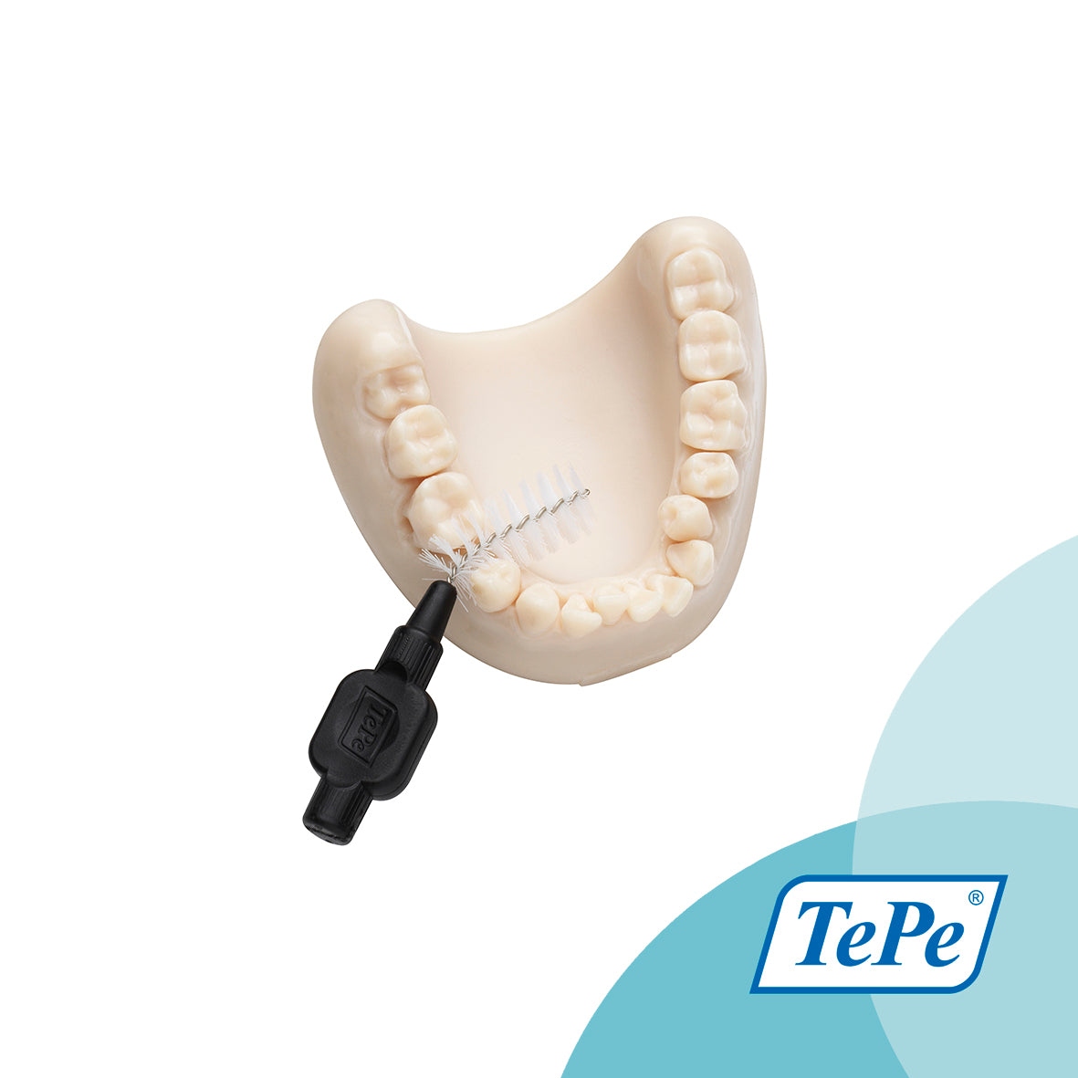 Tepe Model Modelo Dental TePe